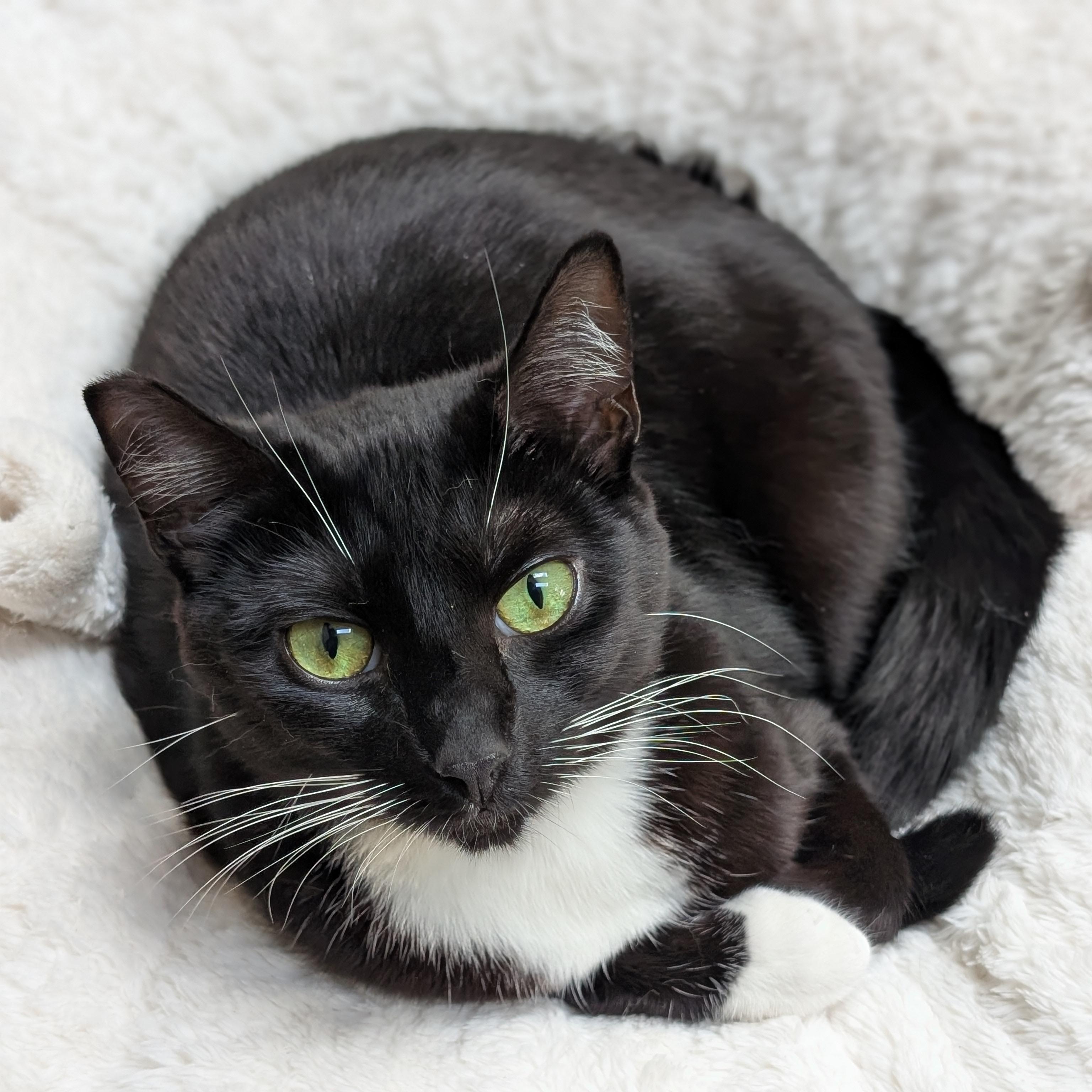 Frenchie: A Cat's Best Friend (Tuxie), Young Female Tuxedo