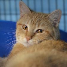 Gemini — thumbnail 2