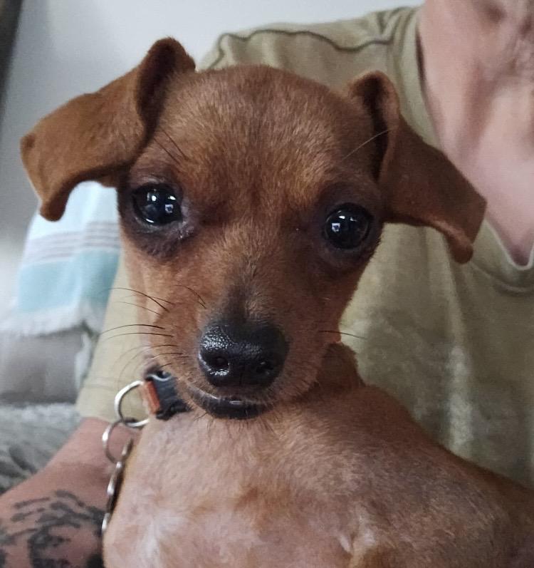 Enlarge Pickles, an adopted mixed breed in Massillon, OH image 2/5