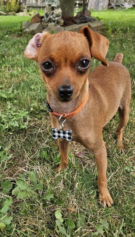 Enlarge Pickles, an adopted mixed breed in Massillon, OH image 5/5