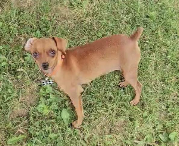 Enlarge Pickles, an adopted mixed breed in Massillon, OH image 4/5