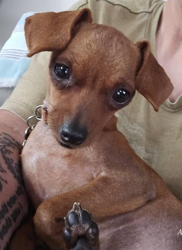 Pickles, adopted, Young Female Chihuahua.
