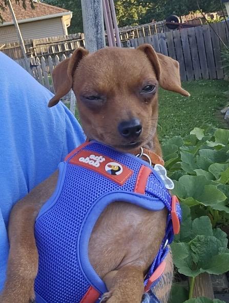 Enlarge Pickles, an adopted mixed breed in Massillon, OH image 3/5