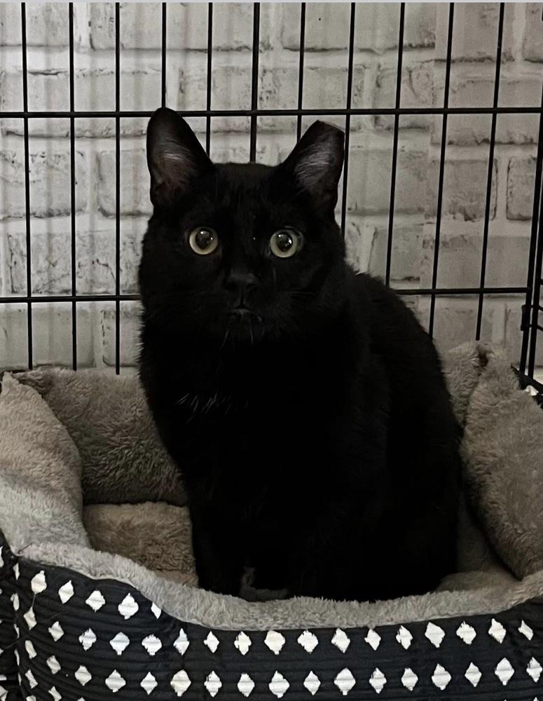 Enlarge Lieutenant Dan, a Adoptable Domestic Short Hair in Palatine, IL image 2/2
