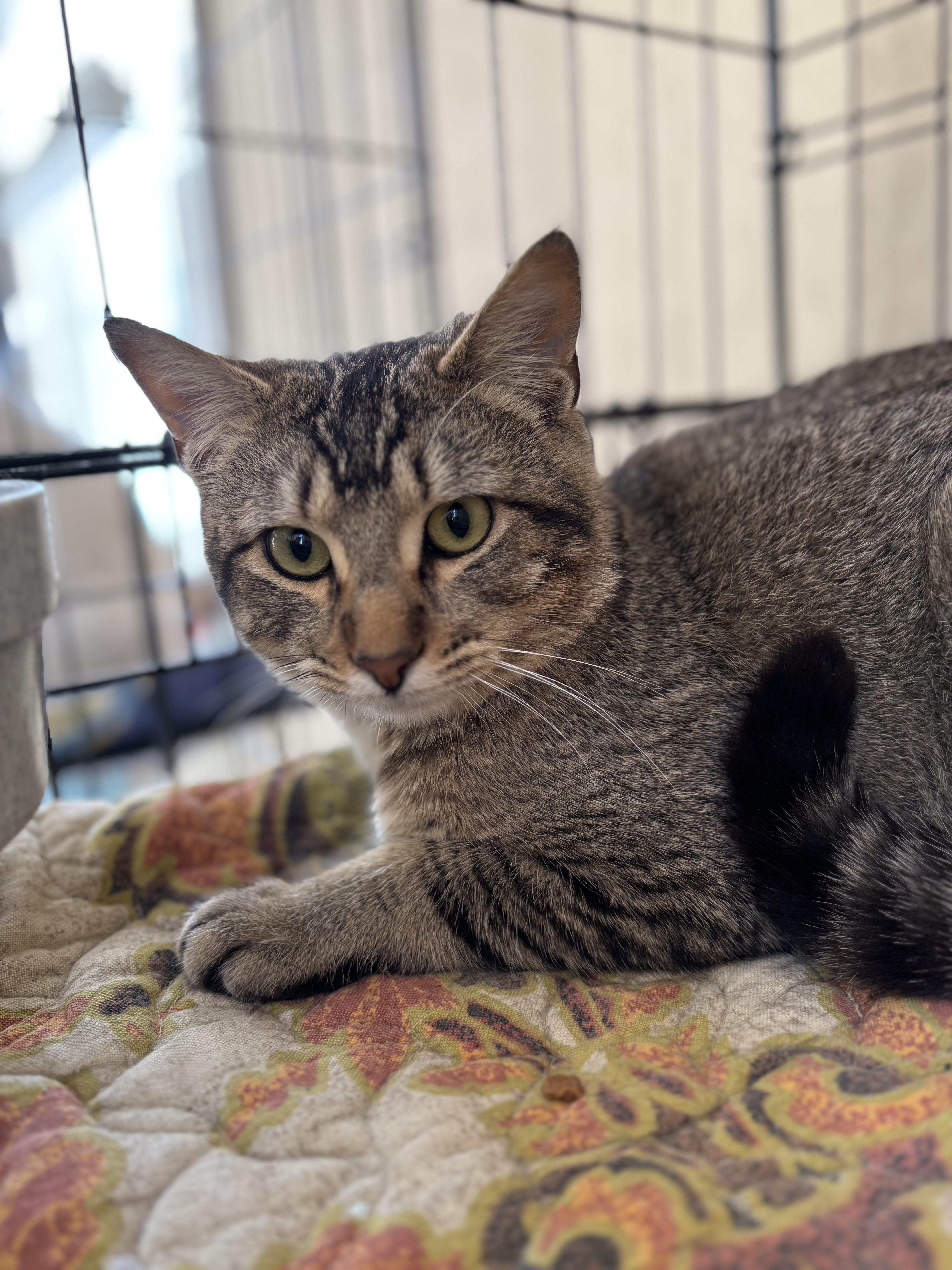 Russell, a ADOPTABLE Domestic Short Hair in Statesboro, GA image 1/3