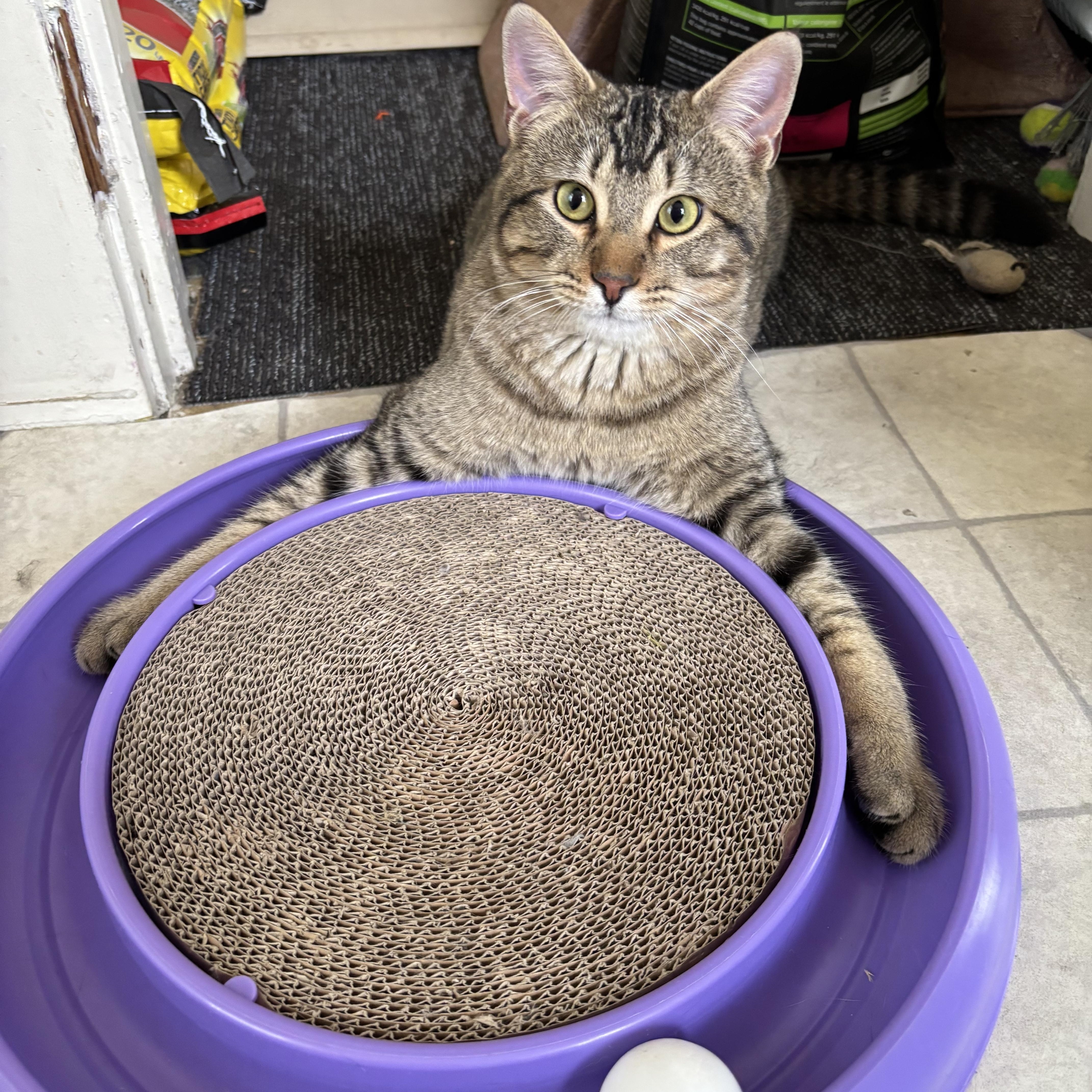 Russell, a ADOPTABLE Domestic Short Hair in Statesboro, GA image 2/3