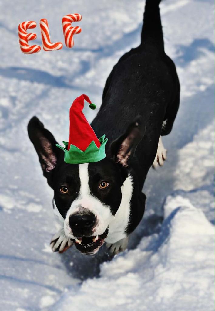 Elf, Adoptable, Adult Male Mixed Breed.