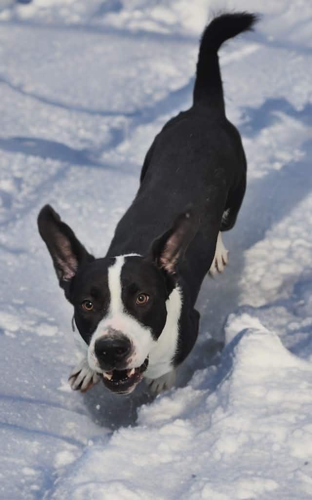 Enlarge Elf, a Adoptable mixed breed in Shelbyville, TN image 2/2