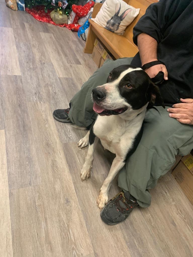 Enlarge Elf, a Adoptable mixed breed in Shelbyville, TN image 1/1