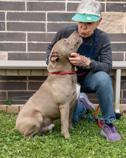 Volvo, Adoptable, Adult Male Mixed Breed & Mixed Breed.