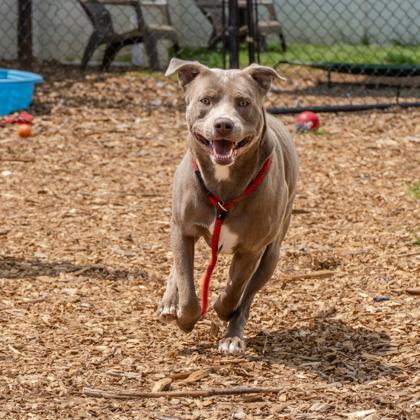 Volvo, a Adoptable Mixed Breed in Chamblee, GA image 3/3