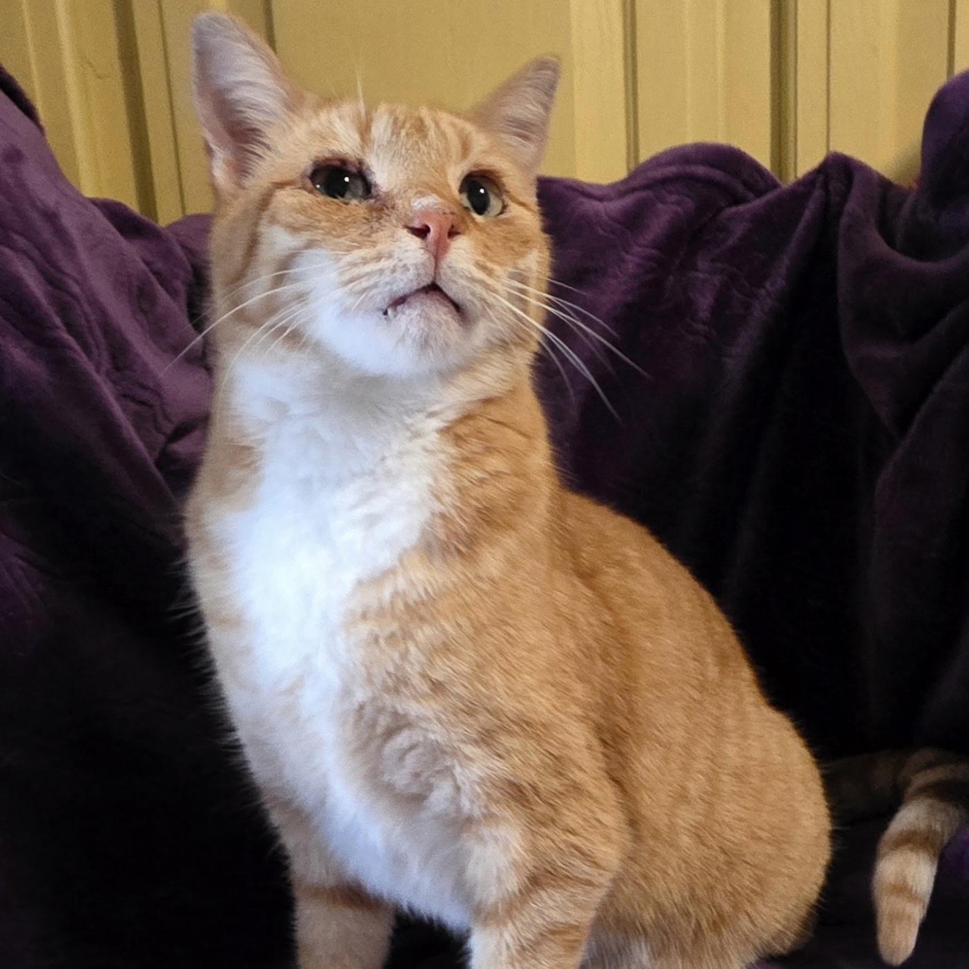 Enlarge Archie, a ADOPTABLE Domestic Short Hair in Bentonville, AR image 1/1