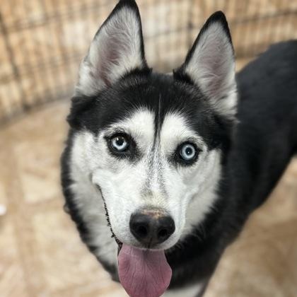 Enlarge Tyler, an adopted Siberian Husky in Worcester, MA image 2/2
