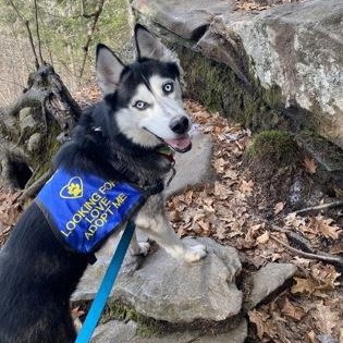 Tyler, Adoptable, Adult Male Siberian Husky.