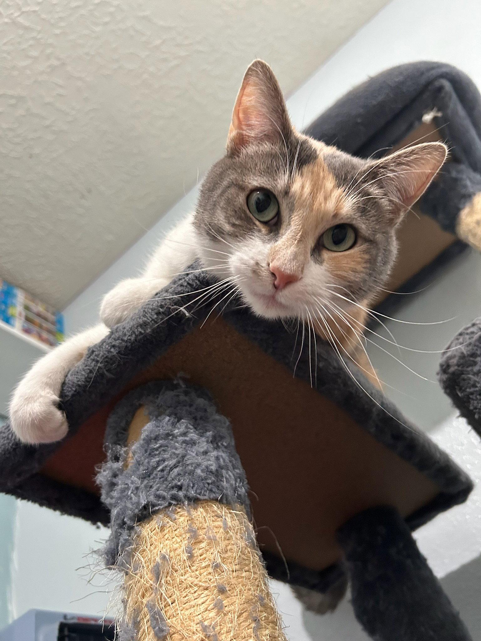 Lila K, a Adoptable Domestic Short Hair in Rosenberg, TX image 1/3