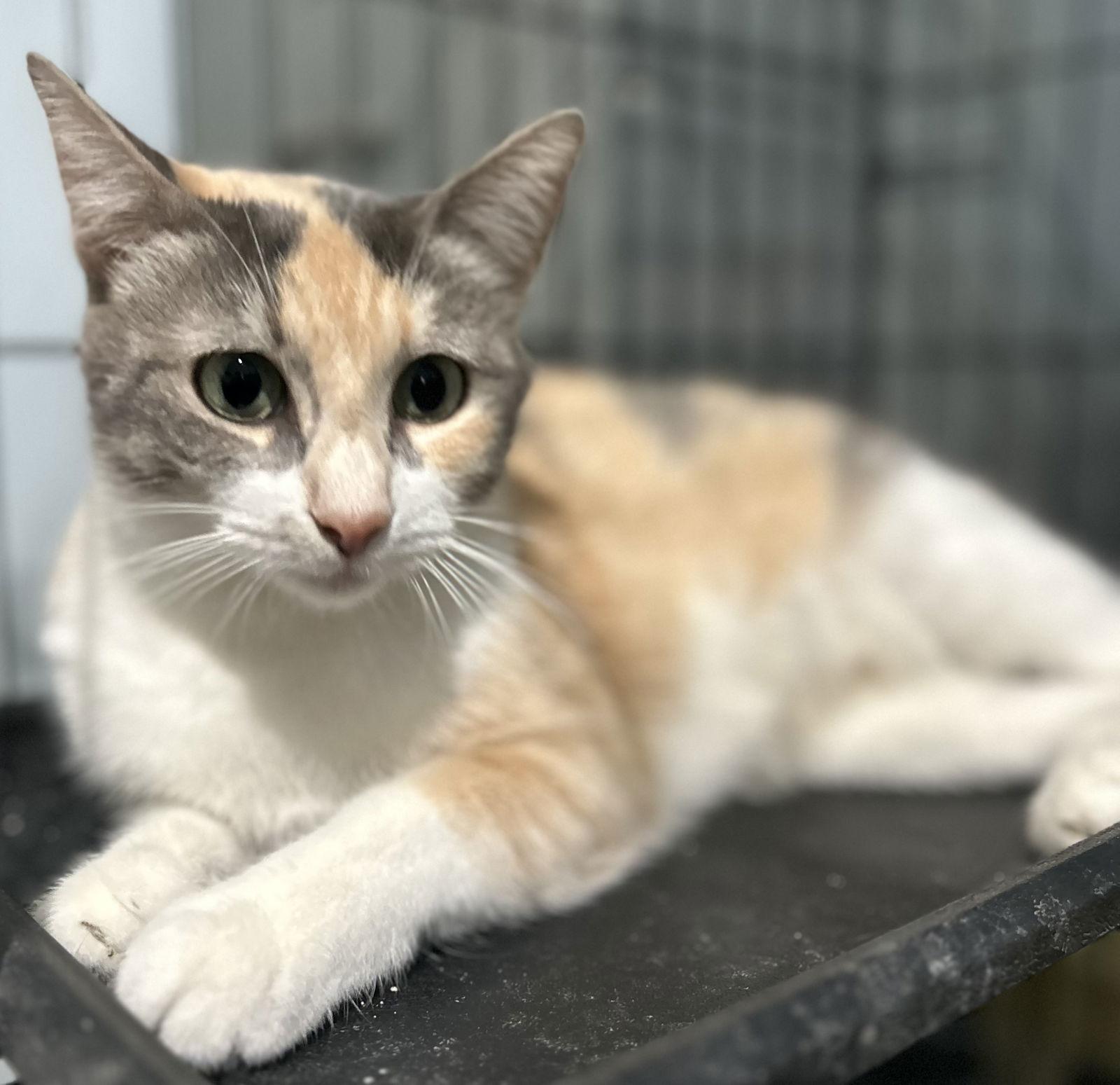 Enlarge Lila K, a Adoptable Domestic Short Hair in Rosenberg, TX image 1/3