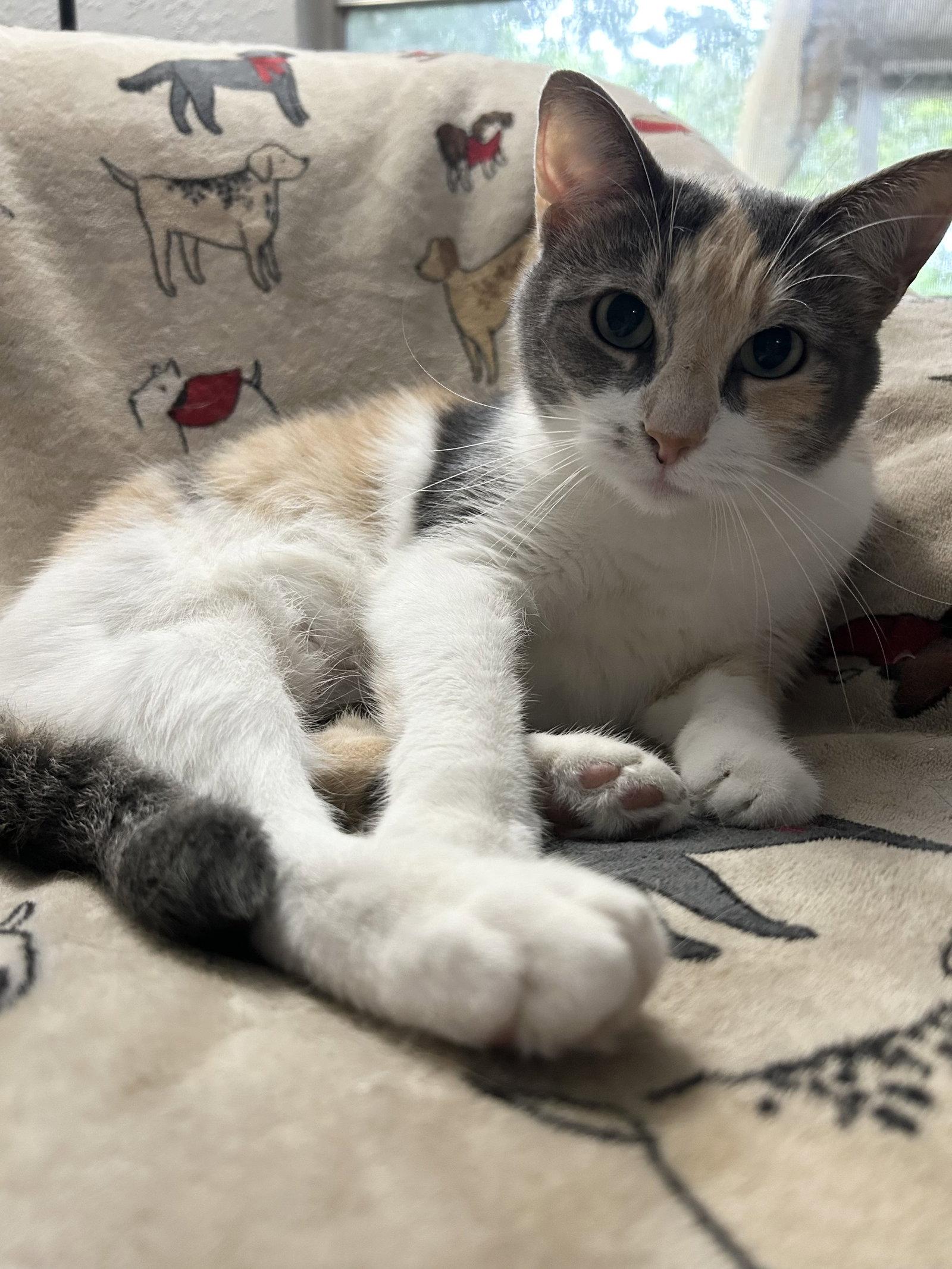 Enlarge Lila K, a Adoptable Domestic Short Hair in Rosenberg, TX image 3/3