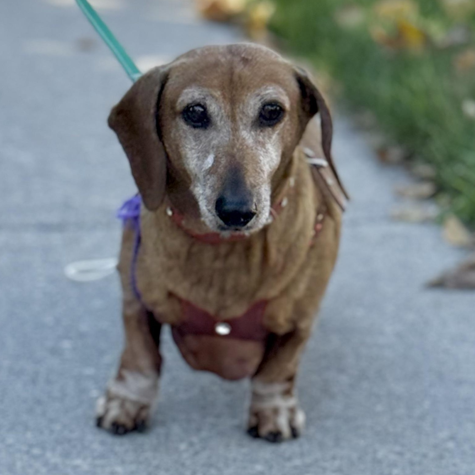 Daisy Mae $99 ADOPTION FEE