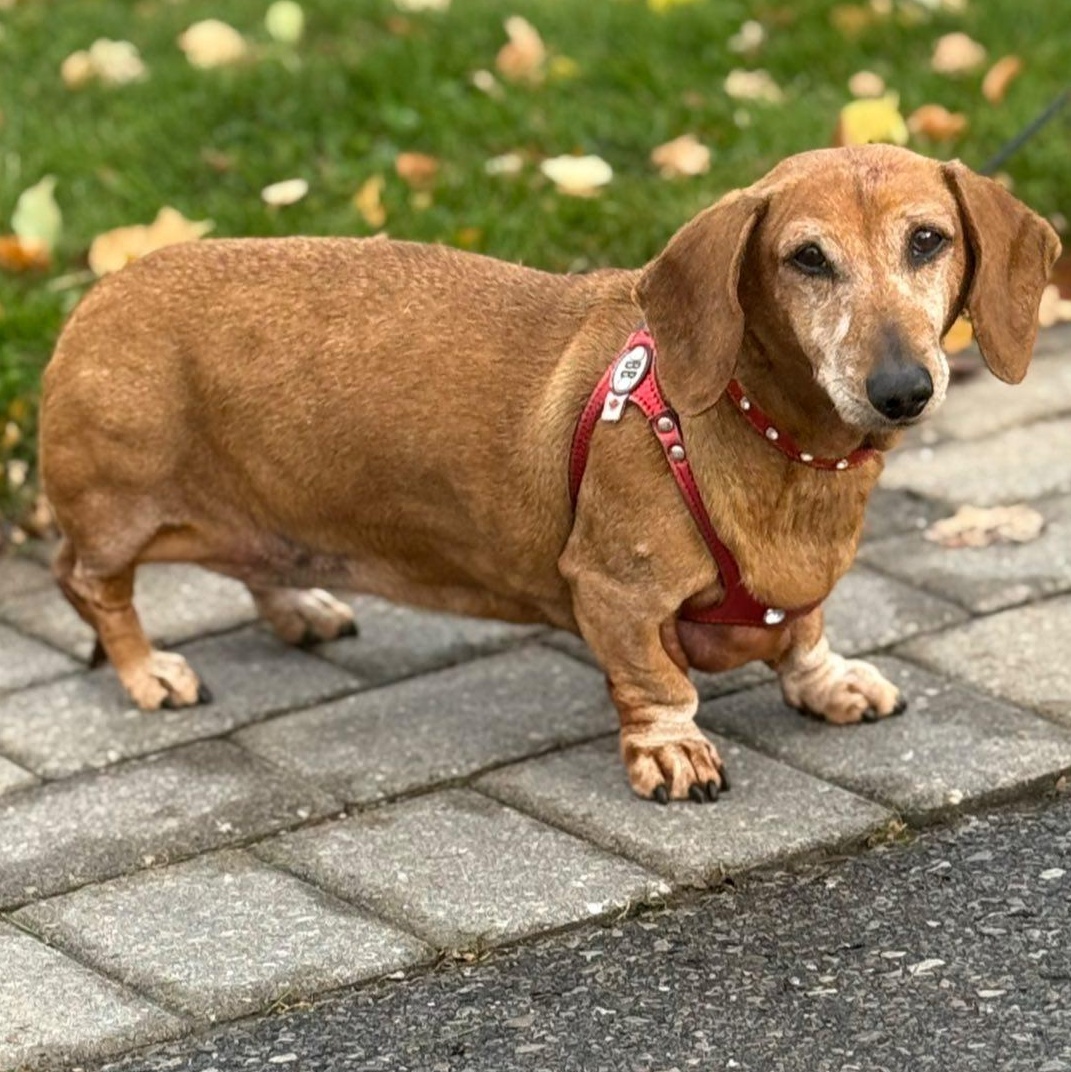 Daisy Mae $99 ADOPTION FEE, a Adoptable Dachshund in Scarborough, ON image 1/6