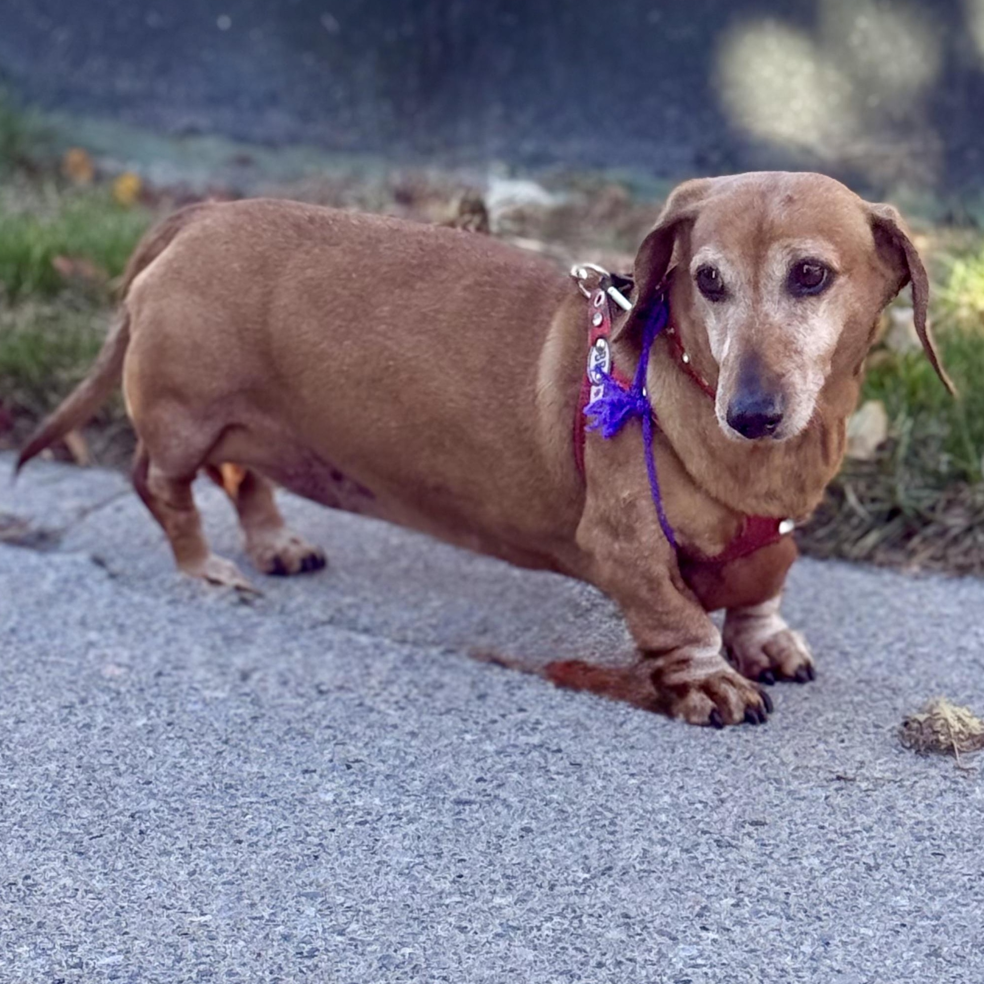Daisy Mae $99 ADOPTION FEE, a Adoptable Dachshund in Scarborough, ON image 4/6