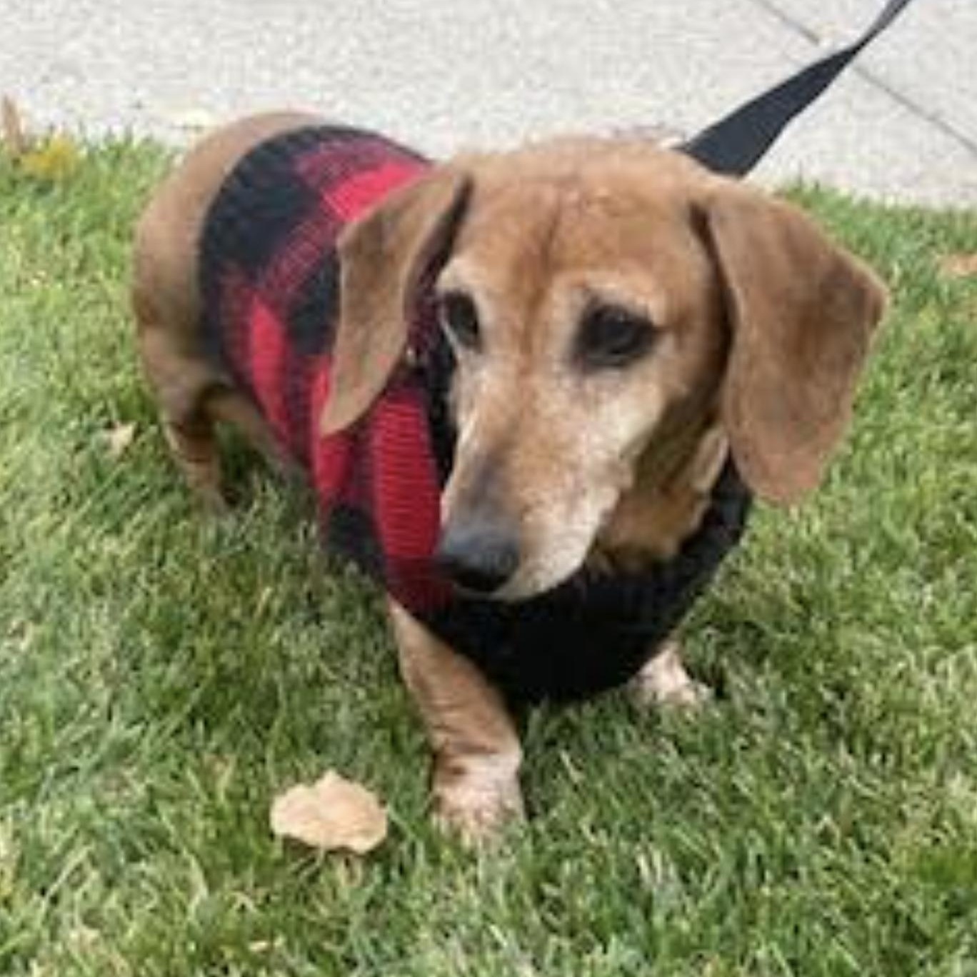 Daisy Mae $99 ADOPTION FEE, a Adoptable Dachshund in Scarborough, ON image 3/6