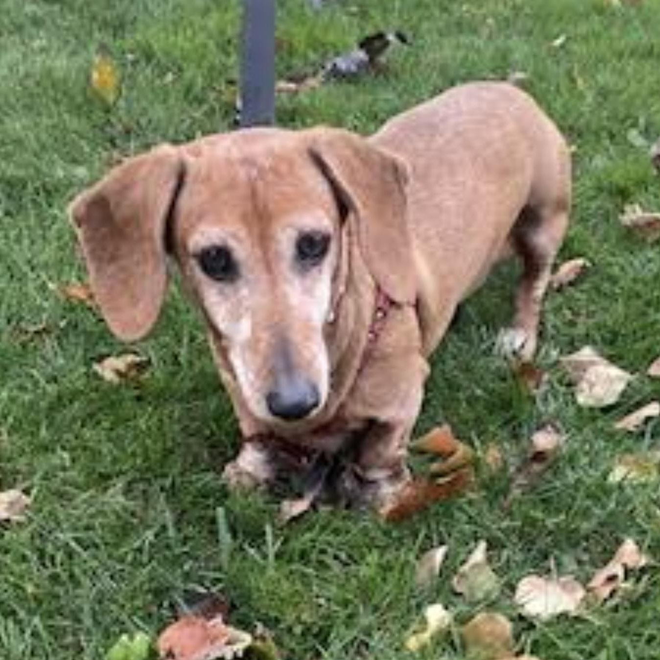 Daisy Mae $99 ADOPTION FEE