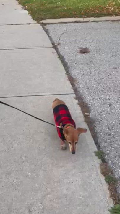 Enlarge Daisy Mae $99 ADOPTION FEE, a Adoptable Dachshund in Scarborough, ON video 6/6