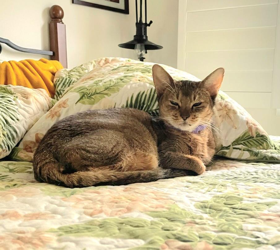 Gigi, ADOPTABLE, Adult Female Abyssinian.