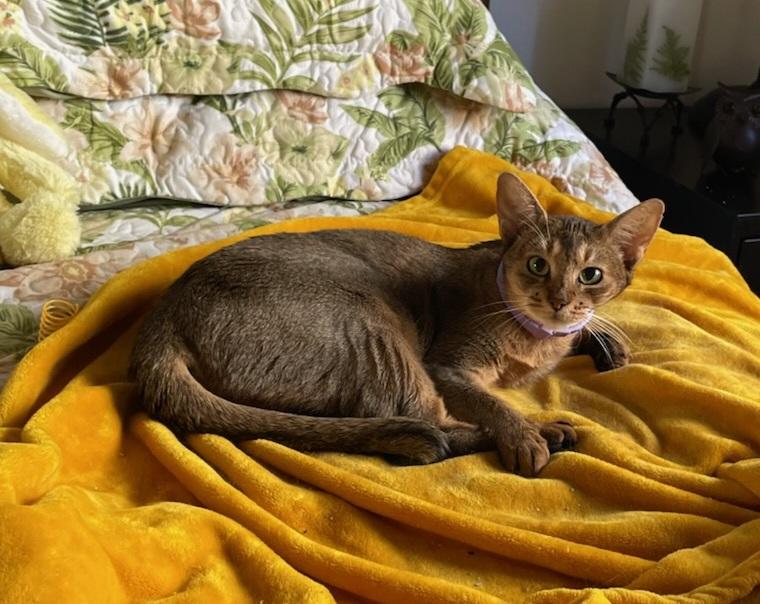 Enlarge Gigi, a ADOPTABLE Abyssinian in Whittier, CA image 2/2