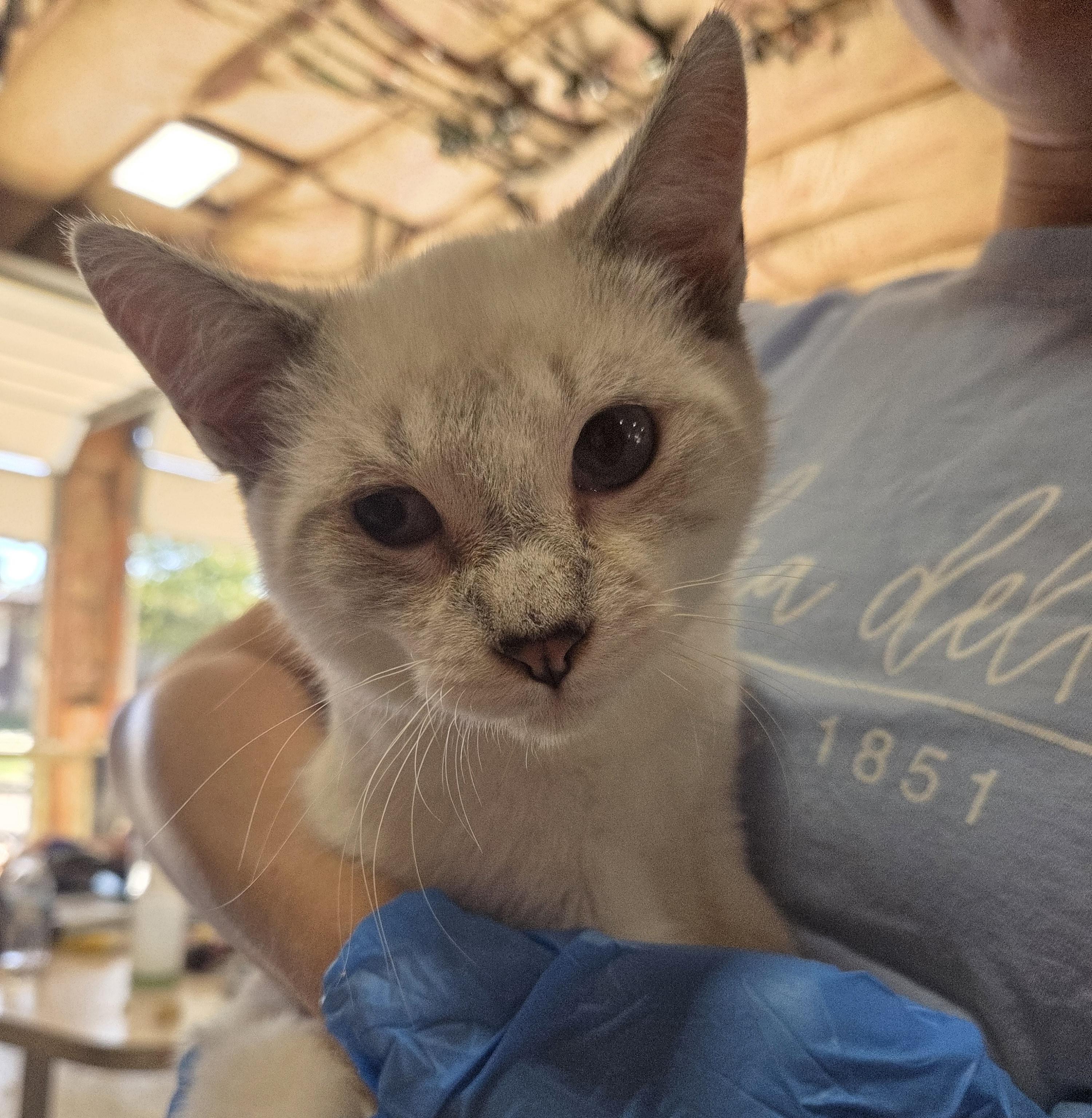 Enlarge Mocha, a Adoptable Siamese in Columbia, MO image 5/5
