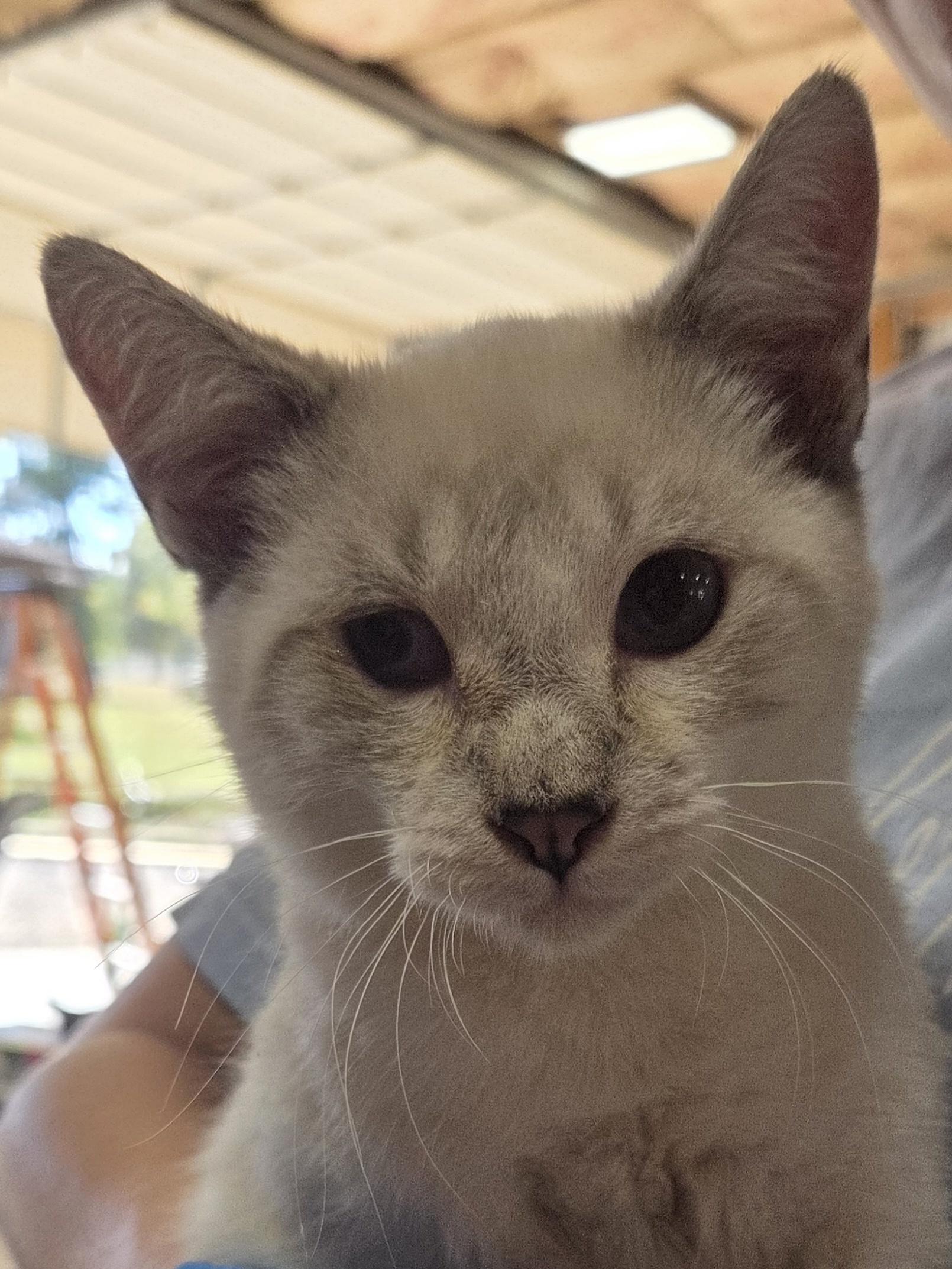 Enlarge Mocha, a Adoptable Siamese in Columbia, MO image 4/5