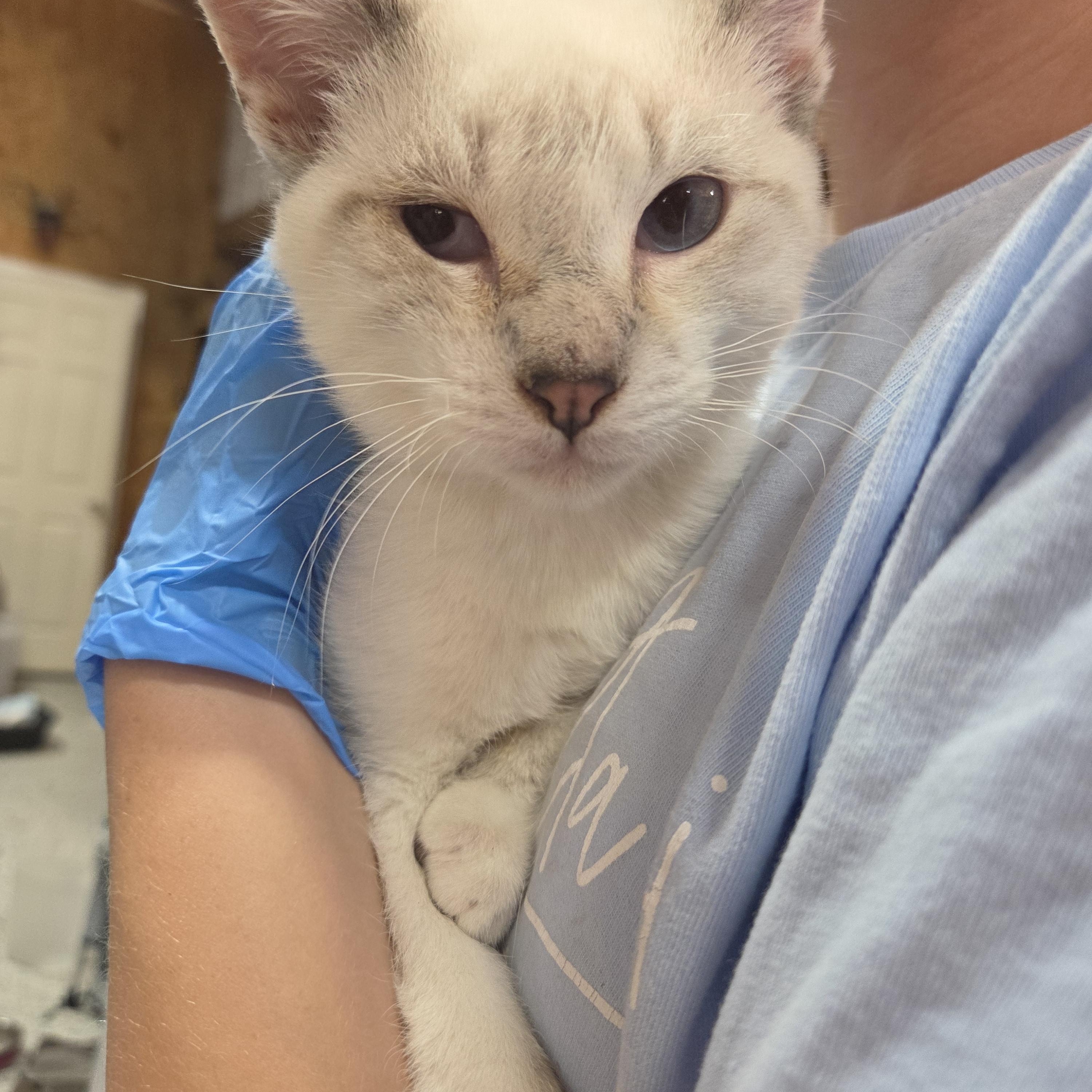 Enlarge Mocha, a Adoptable Siamese in Columbia, MO image 2/5
