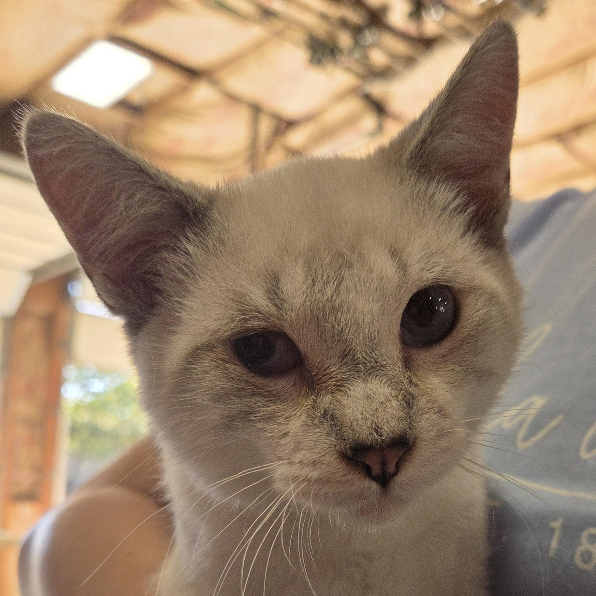 Enlarge Mocha, a Adoptable Siamese in Columbia, MO image 3/5