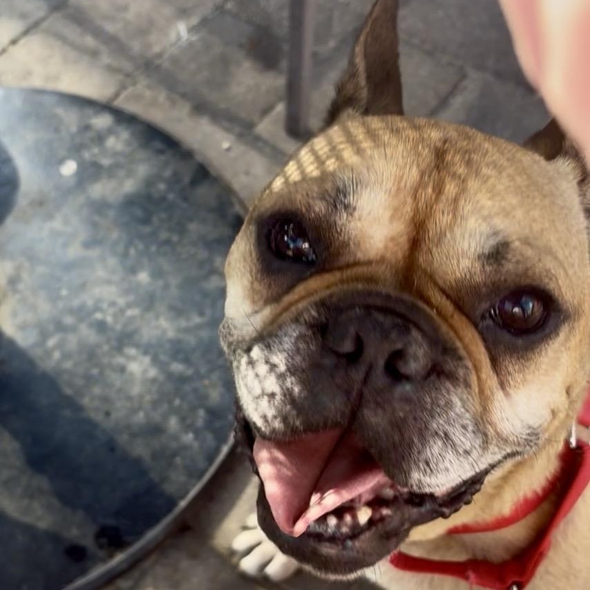 Enlarge Bowser, a Adoptable French Bulldog in Wildomar, CA image 3/6