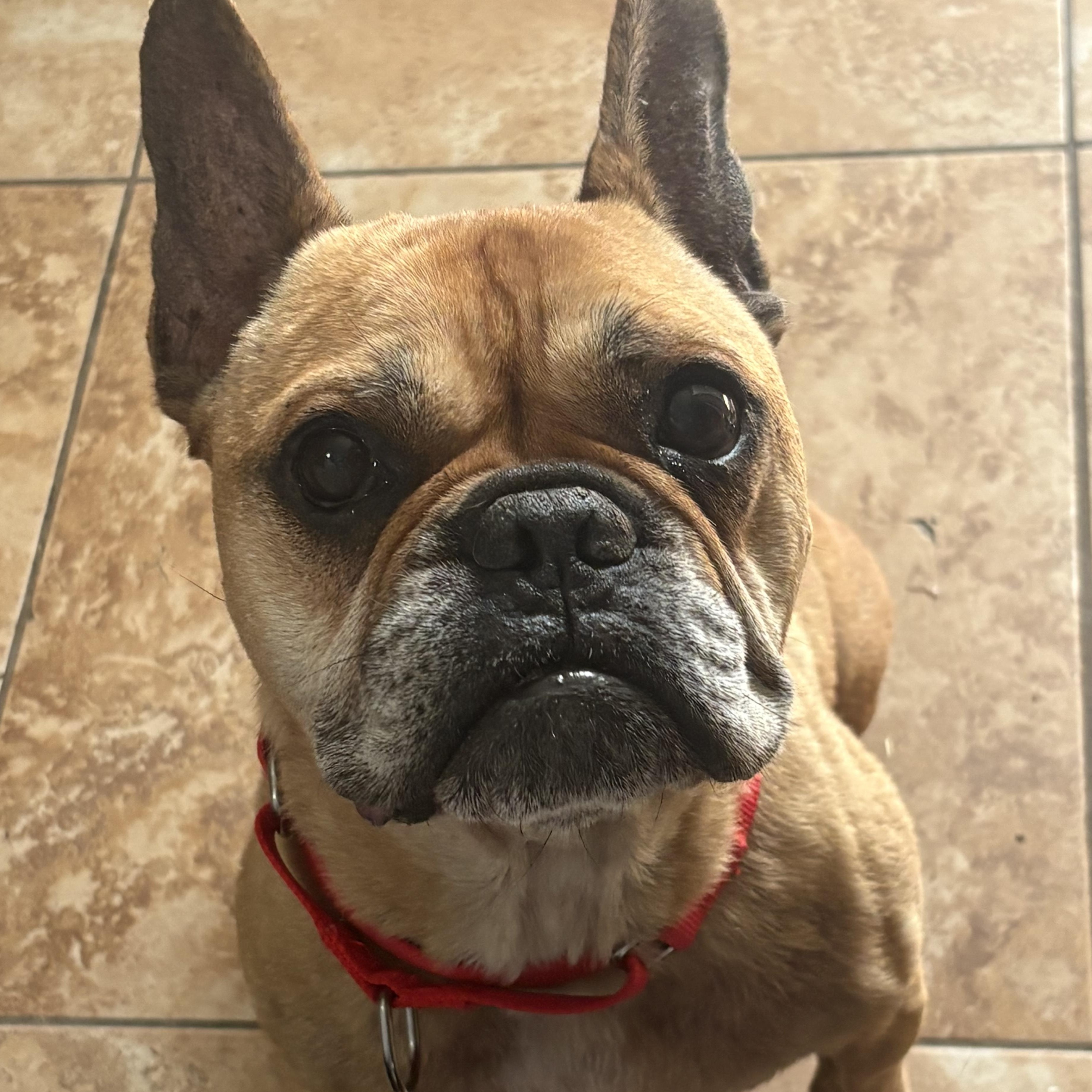 Enlarge Bowser, a Adoptable French Bulldog in Wildomar, CA image 1/6