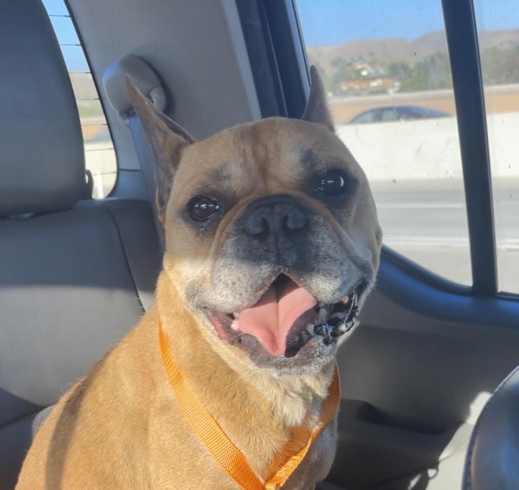Enlarge Bowser, a Adoptable French Bulldog in Wildomar, CA image 2/6
