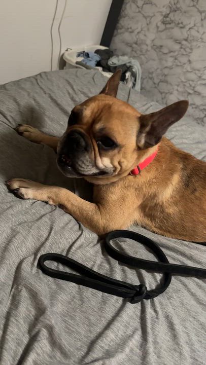 Enlarge Bowser, a Adoptable French Bulldog in Wildomar, CA video 4/6