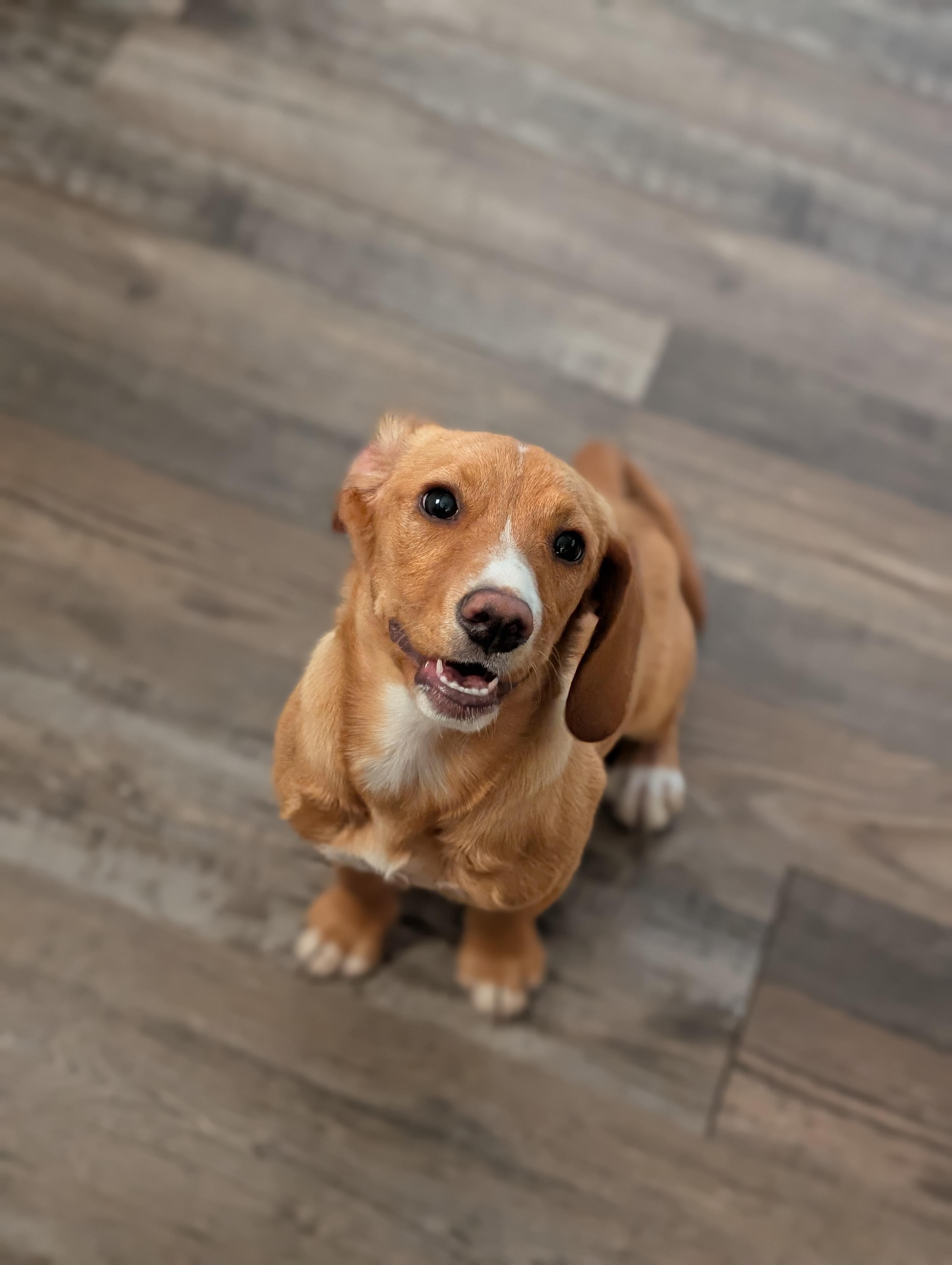 Enlarge Marigold, a ADOPTABLE mixed breed in Bloomingdale, GA image 5/5