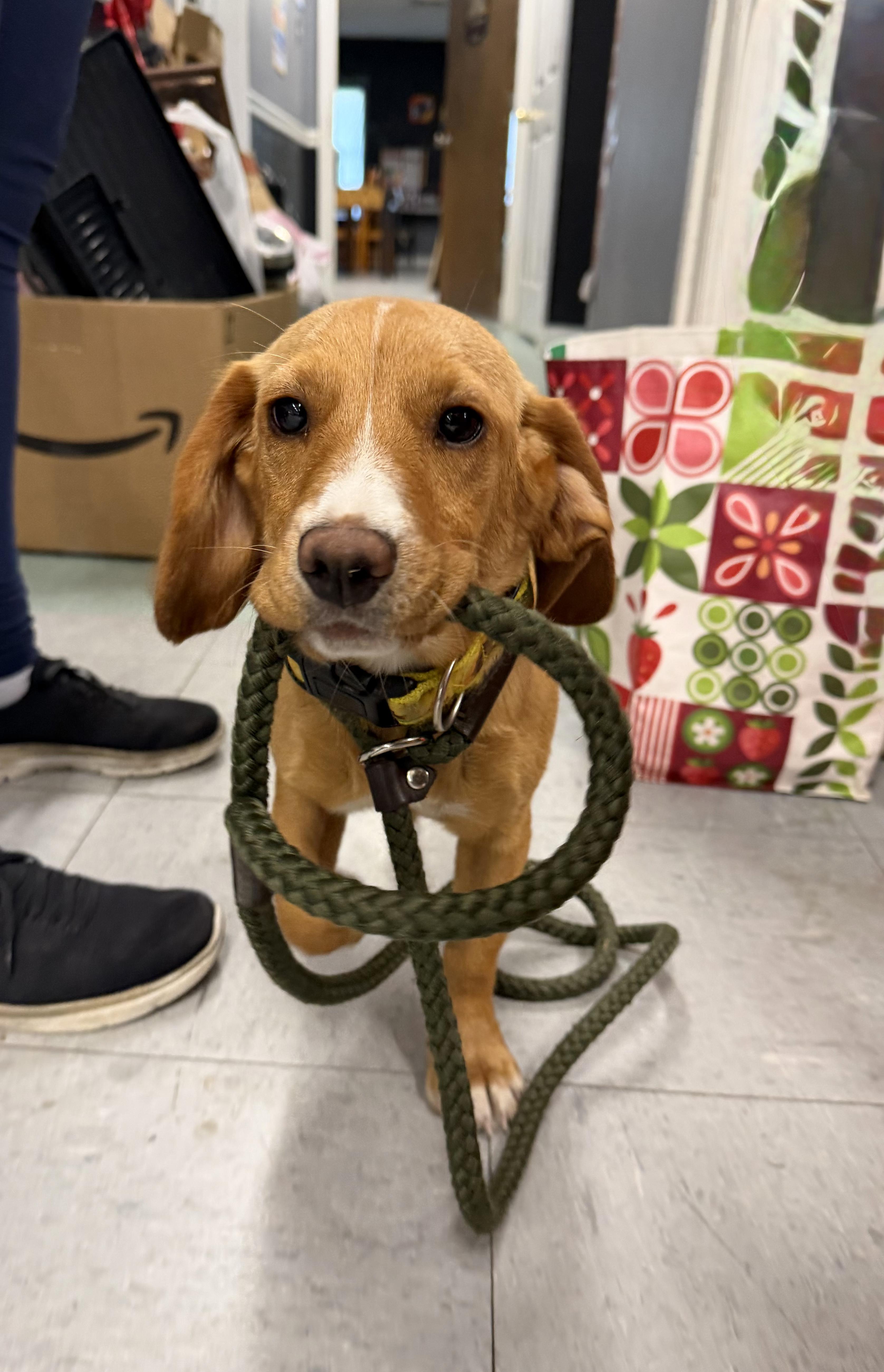 Enlarge Marigold, a ADOPTABLE mixed breed in Bloomingdale, GA image 3/5