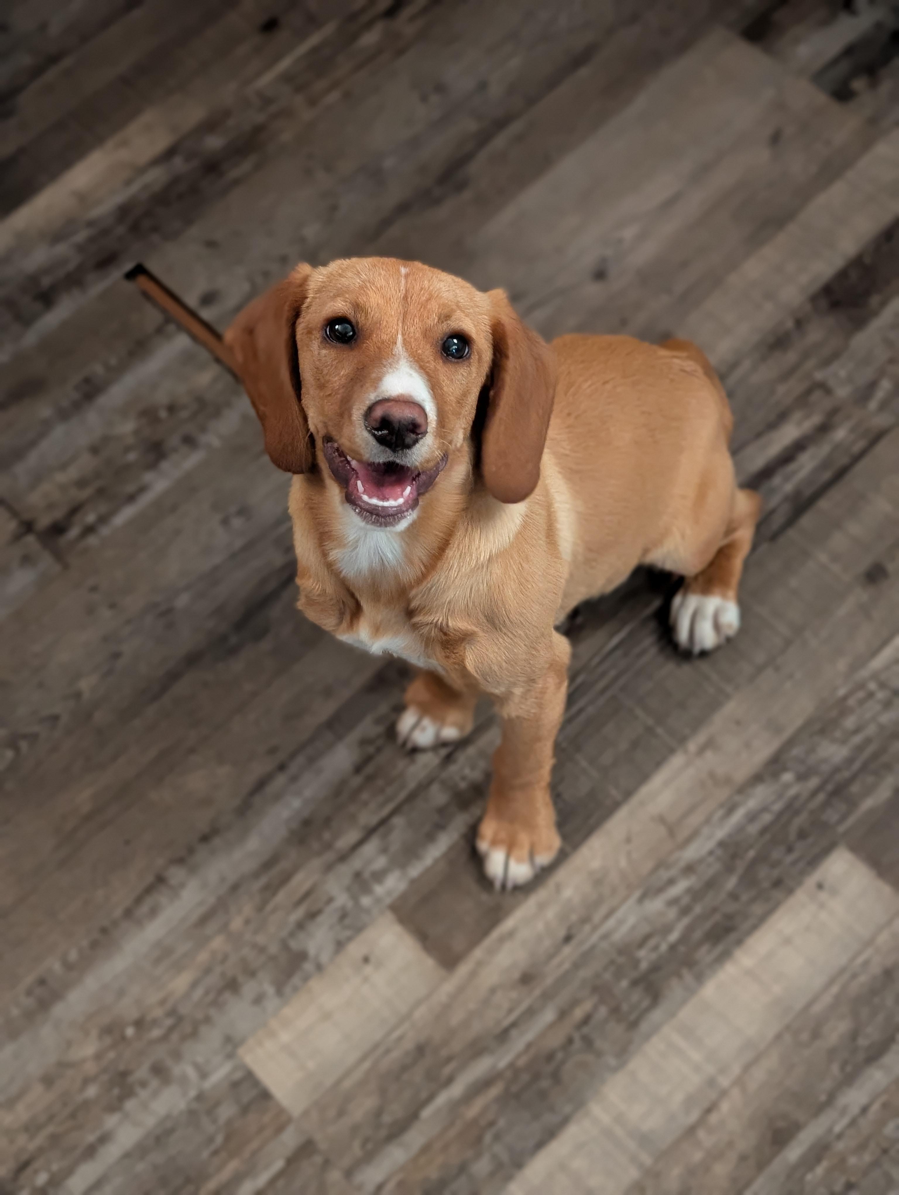 Enlarge Marigold, a ADOPTABLE mixed breed in Bloomingdale, GA image 4/5