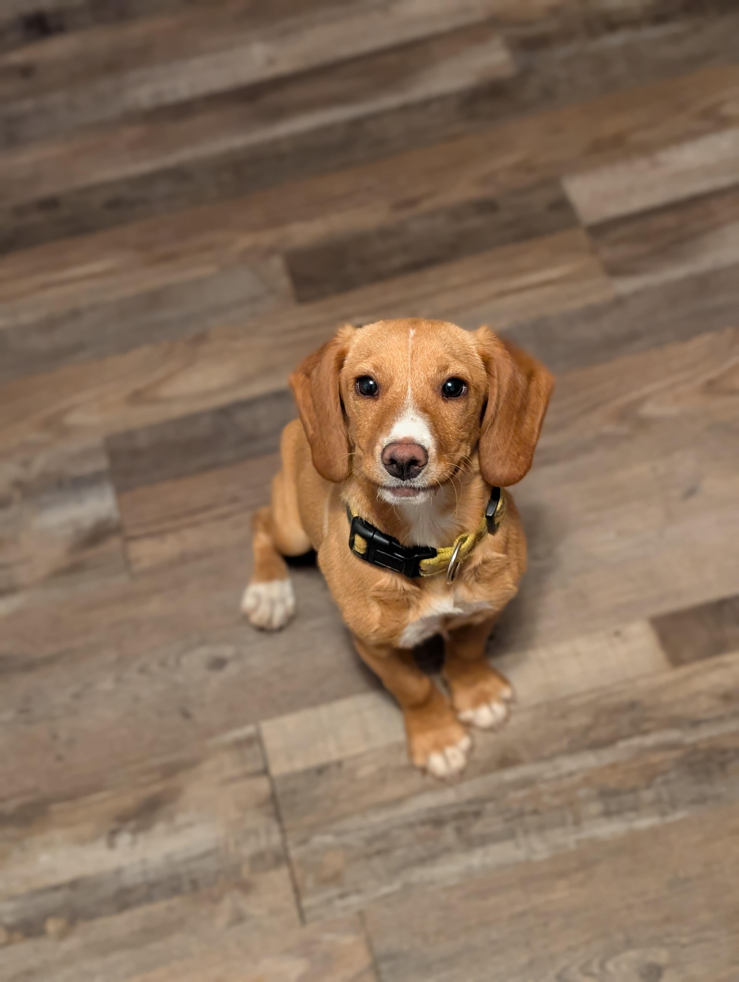 Enlarge Marigold, a ADOPTABLE mixed breed in Bloomingdale, GA image 1/5