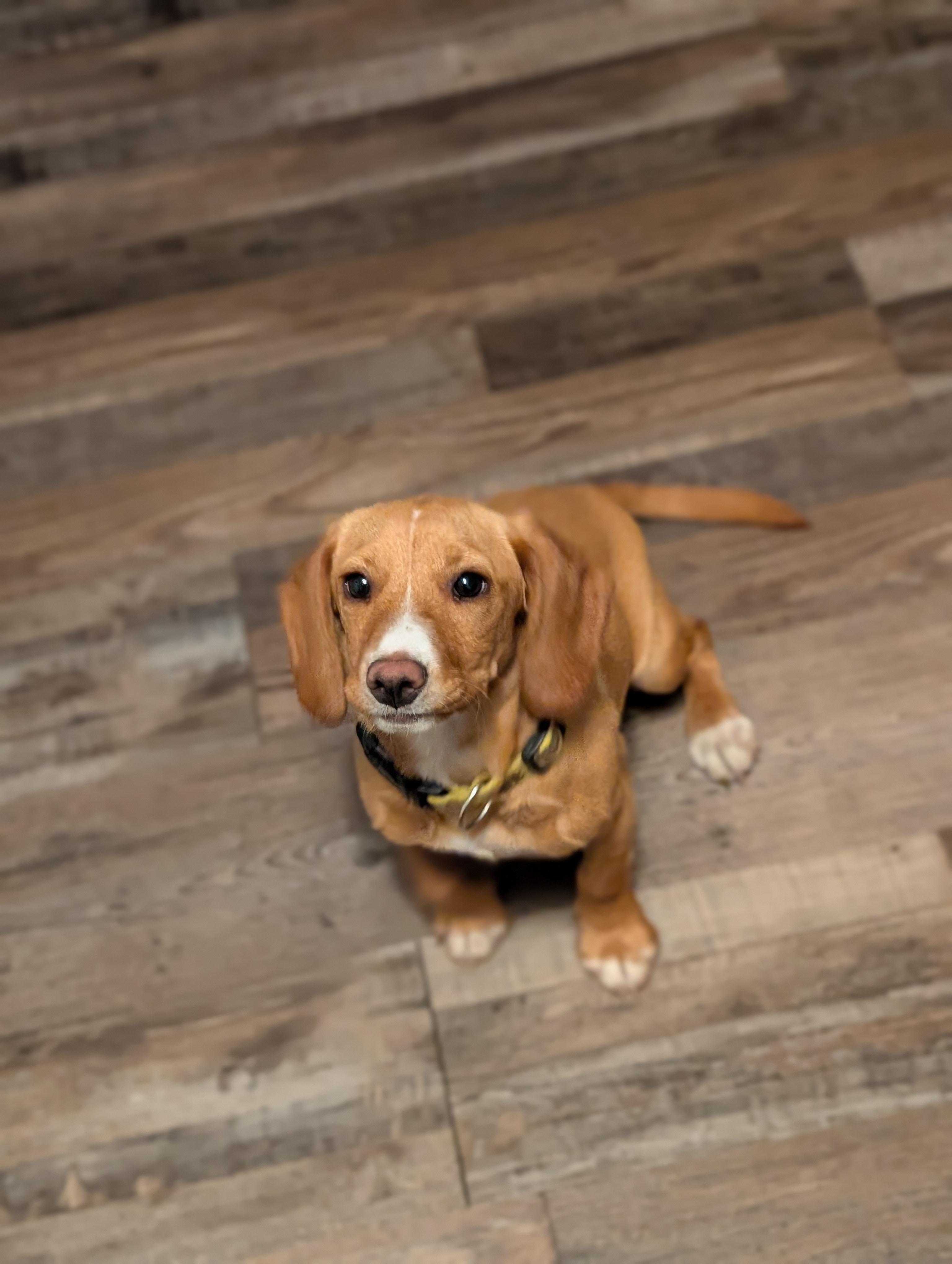 Enlarge Marigold, a ADOPTABLE mixed breed in Bloomingdale, GA image 2/5