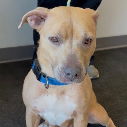 Charo, Adoptable, Adult Female Mixed Breed.