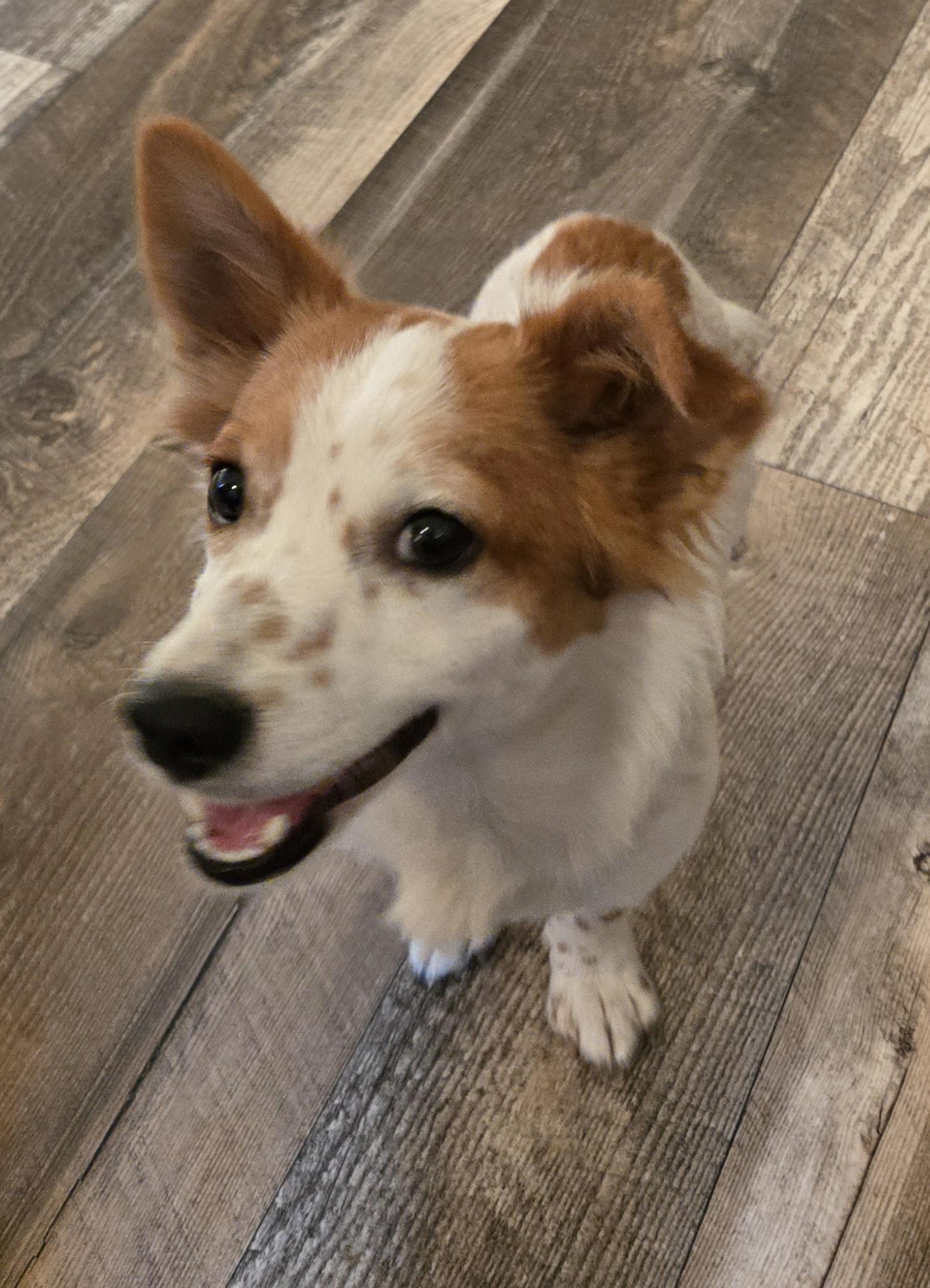 Peyton , adopted, Young Male Terrier & Corgi.
