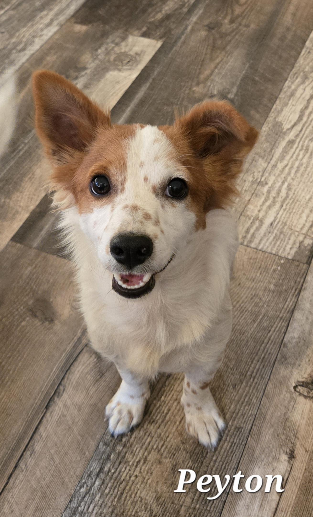 Enlarge Peyton , an adopted mixed breed in Gainesville , TX image 2/2