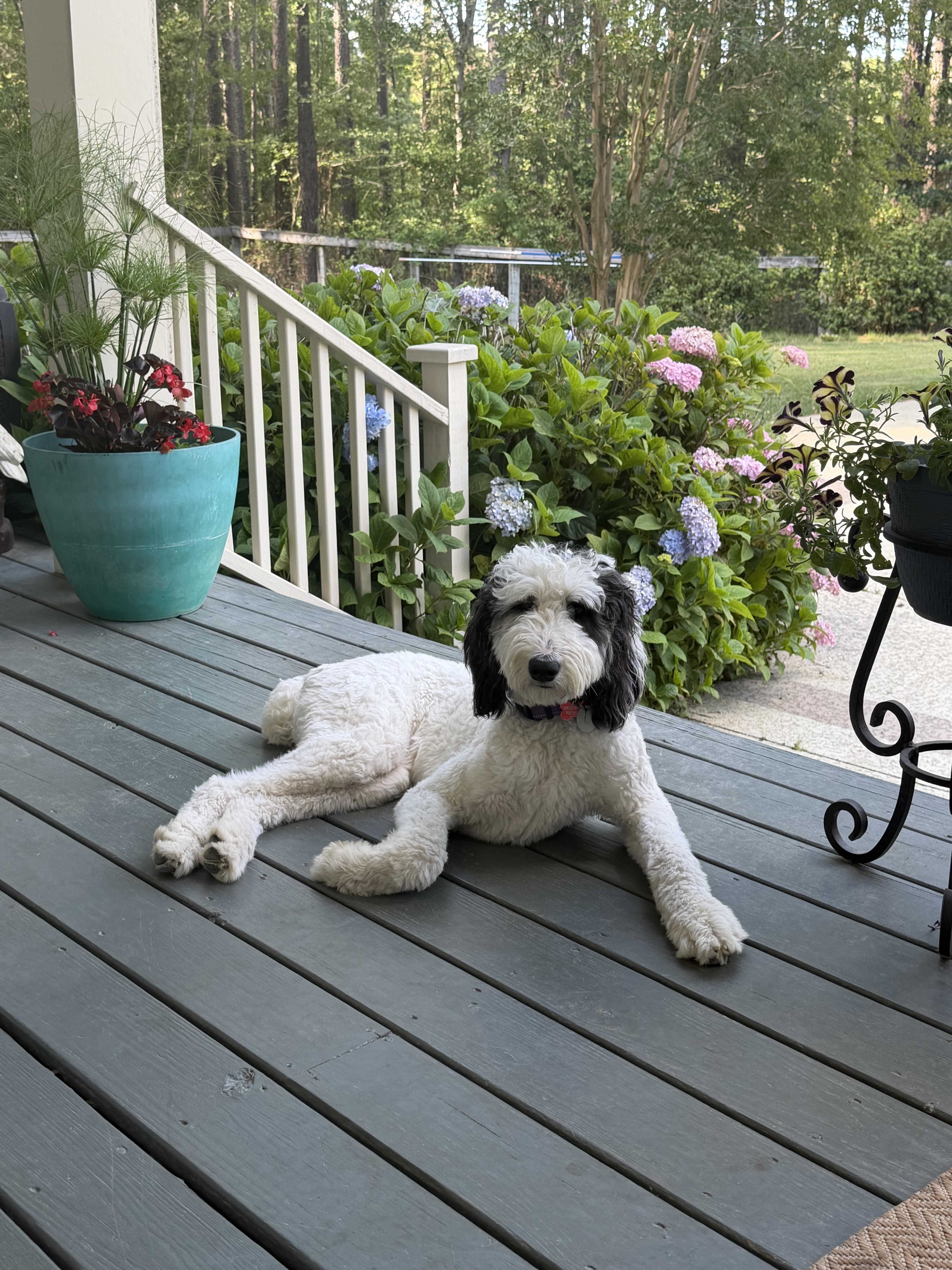 Enlarge Dottie - IN FOSTER HOME - AVAILABLE FOR ADOPTION, an adopted Sheepadoodle in Clayton, NC image 5/5