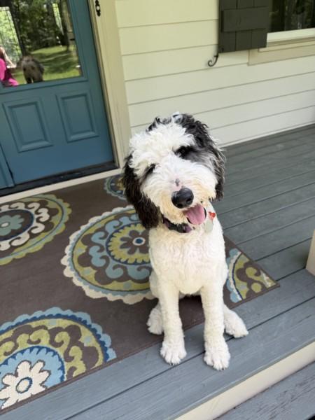 Enlarge Dottie - IN FOSTER HOME - AVAILABLE FOR ADOPTION, an adopted Sheepadoodle in Clayton, NC image 3/5
