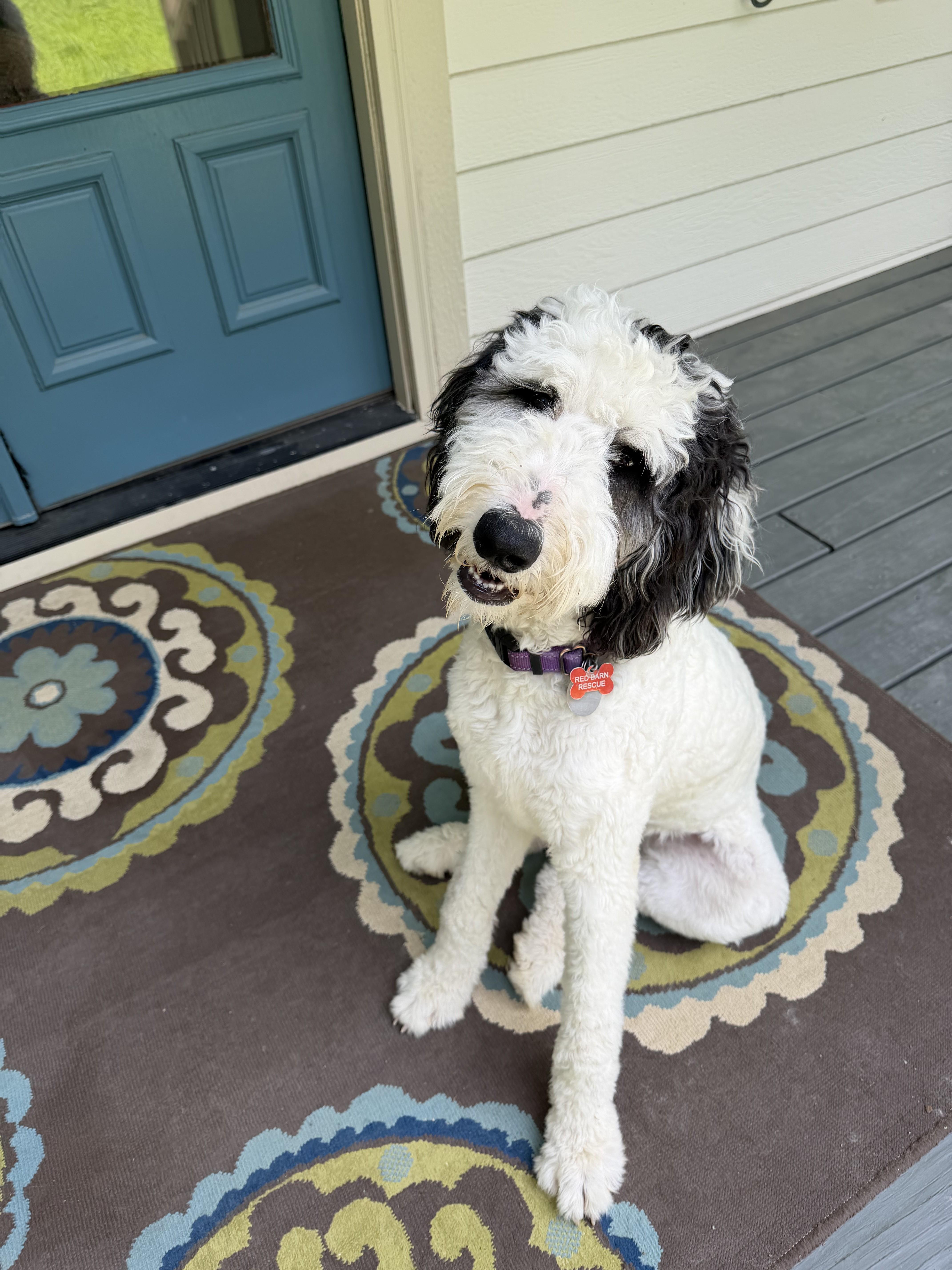 Dottie - IN FOSTER HOME - AVAILABLE FOR ADOPTION, adopted, Puppy Female Sheepadoodle.