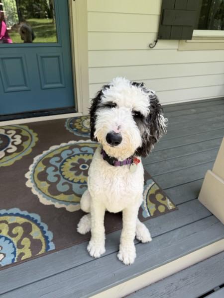 Enlarge Dottie - IN FOSTER HOME - AVAILABLE FOR ADOPTION, an adopted Sheepadoodle in Clayton, NC image 4/5