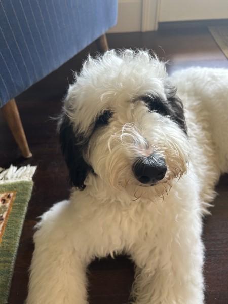 Enlarge Dottie - IN FOSTER HOME - AVAILABLE FOR ADOPTION, an adopted Sheepadoodle in Clayton, NC image 2/5
